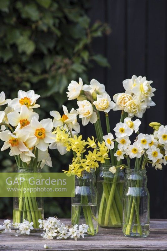 Variétés mixtes de Narcisse affichées dans des pots de confiture en verre sur table