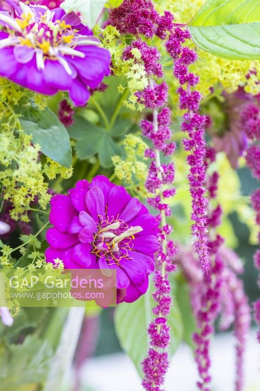 Bouquet contenant Zinnia 'Purple Prince', Alchemilla mollis et Amaranthus caudatus