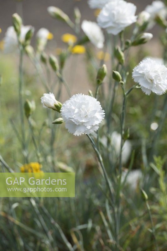 Dianthus 'Haytor White' - Oeillet