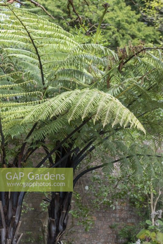 Cyathea medullaris - Fougère arborescente noire