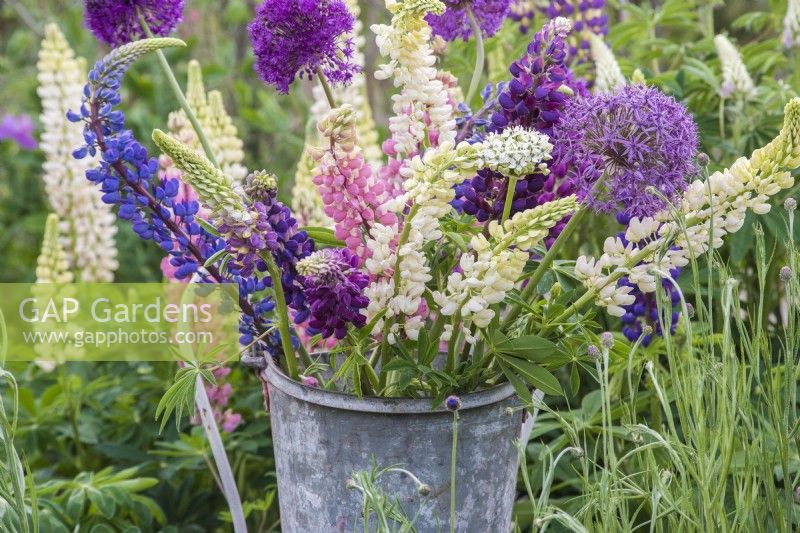 Couper Lupinus et Alliums affichés dans un seau en zinc sur une chaise blanche