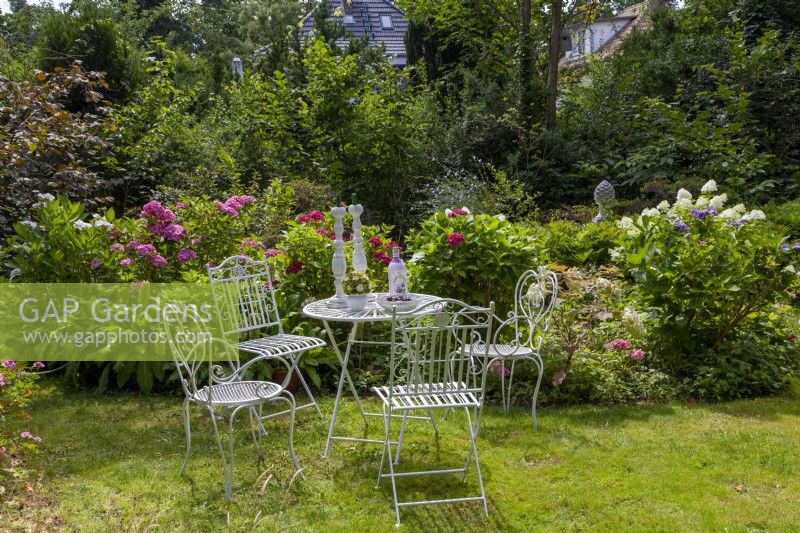 Coin salon au parterre d'hortensias avec hortensias de jardin, lys à crête, Hydrangea quercifolia 'Snowflake'. En arrière-plan Cichorium intybus