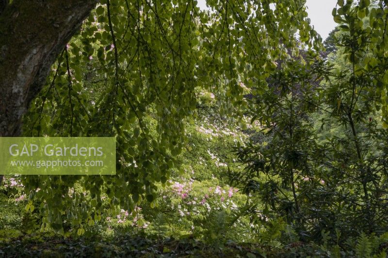 Voir à travers les arbres à un Cornus Norman Hadden en fleur. La maison du jardin, Yelverton, Devon. Été.