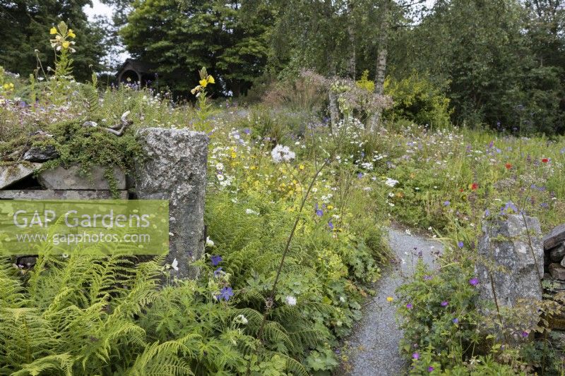 Un chemin de gravier entre un mur de pierre et une fougère à la base parmi une plantation de style cottage. La maison du jardin, Yelverton, Devon. Été.
