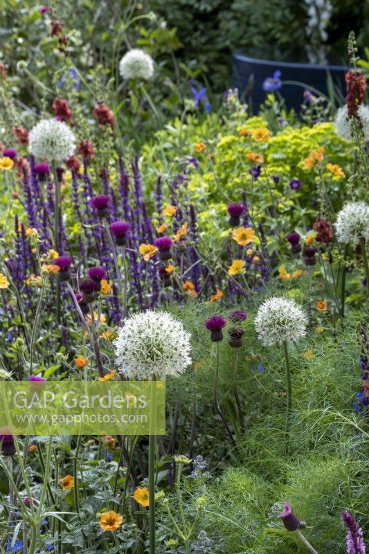 Parterre de fleurs vivaces herbacées conçu avec les pollinisateurs à l'esprit, les plantes comprennent Allium 'Mount Everest', Cirsium, Salvias et Verbascum