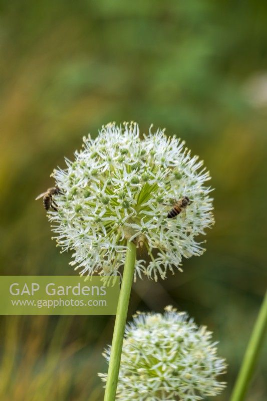Allium blanc 'Everest' recouvert d'abeilles