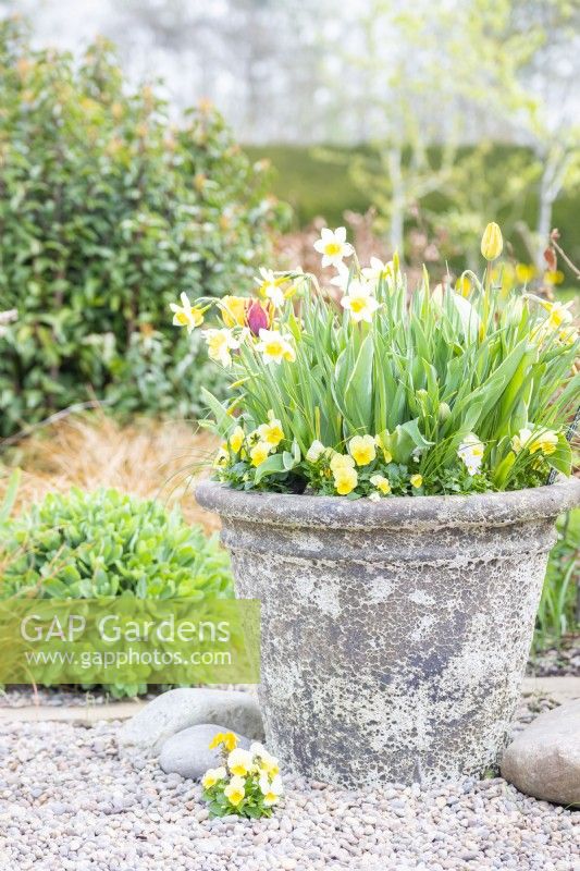 Pensées jaunes, Narcisse 'Pueblo' et Tulipa 'Gravota' dans un grand pot en couches