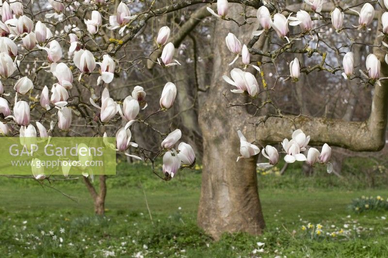 Magnolia x veitchii - avril