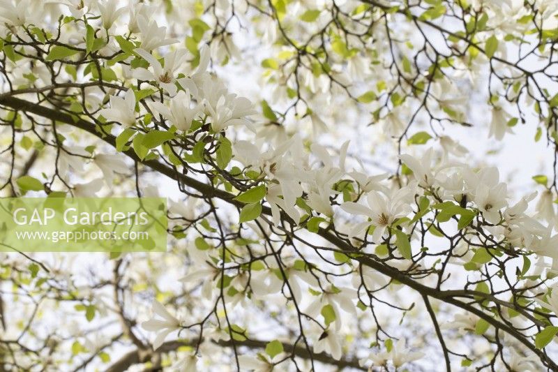 Magnolia Kobus var. boréale - avril