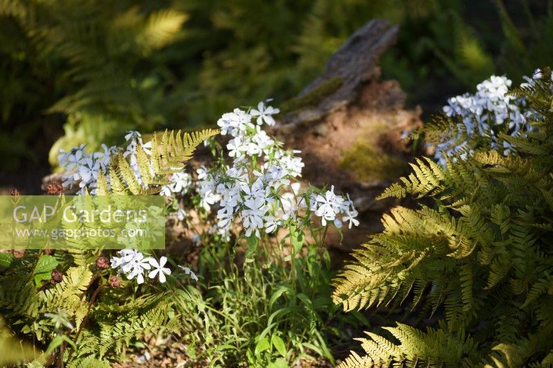 Phlox divaricata 'Parfum blanc'