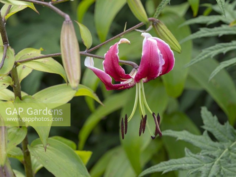 Lilium 'Scheherazade' - lis hybride orienpet poussant dans un parterre de jardin