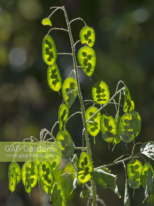 Lunaria annua Honesty têtes de série nouvellement formées