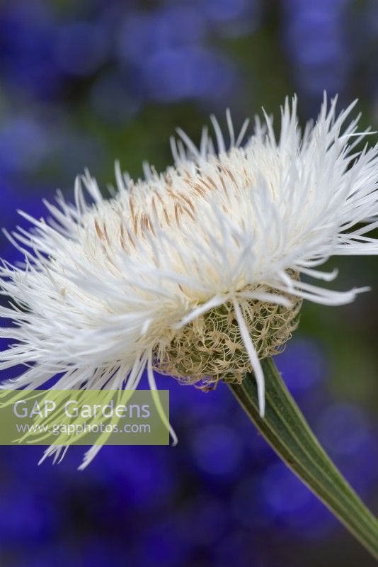 Centaurea americana 'Aloha Blanca' - Fleur de panier