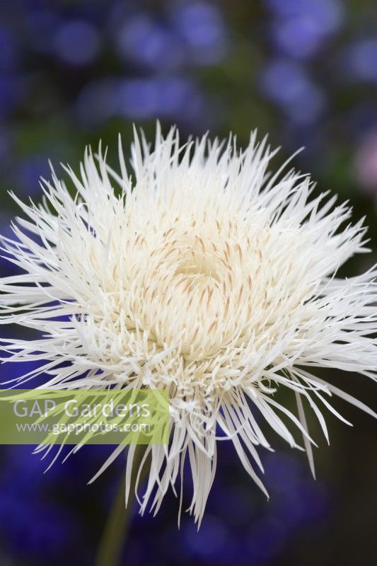 Centaurea americana 'Aloha Blanca' - Fleur de panier