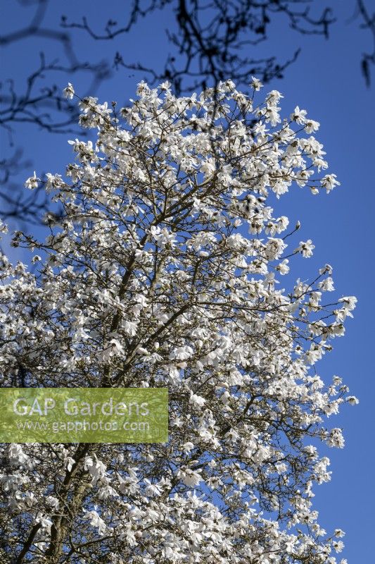 Magnolia x loebneri 'Merrill'