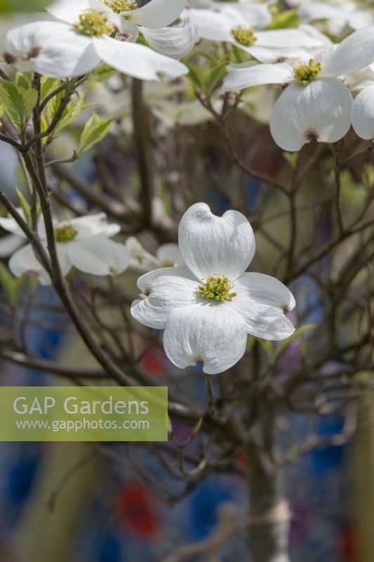 Cornus florida 'Cherokee Princess' - Cornouiller à fleurs blanches