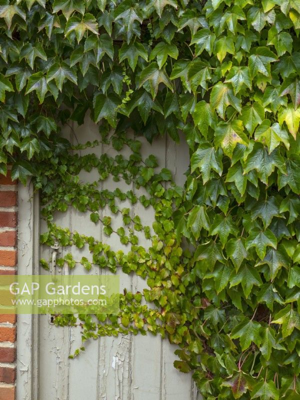 Parthenocissus quinquefolia vigne vierge envahissant une porte d'été août