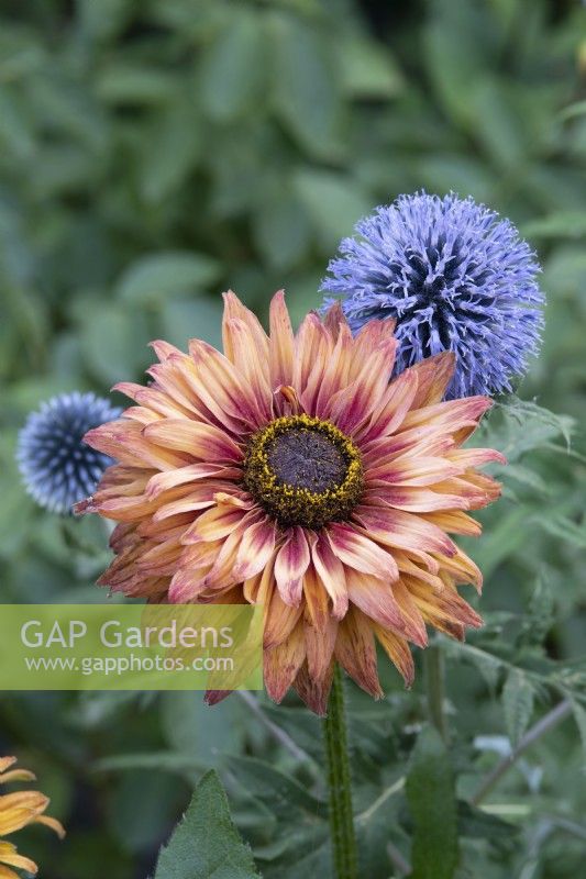 Rudbeckia hirta 'Sahara' et Echinops ritro 'Veitch's Blue' - Susan aux yeux noirs et chardon des champs