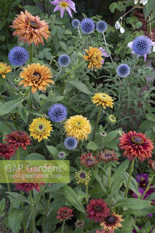 Rudbeckia hirta 'Sahara' et Echinops ritro 'Veitch's Blue' - Susan aux yeux noirs et chardon des champs