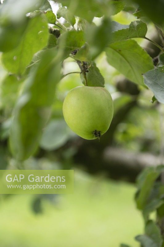 Malus domestica Pomme 'Drentse Paradijsappel'