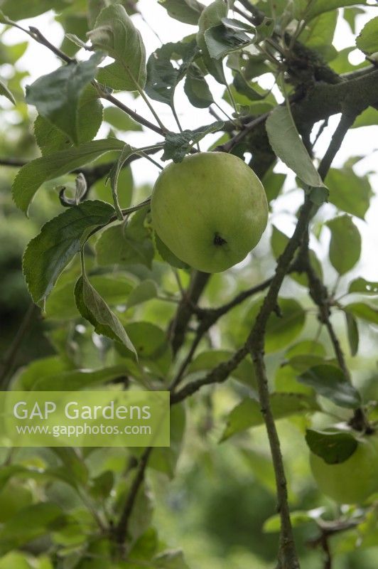 Pomme Malus domestica 'Valkappel'