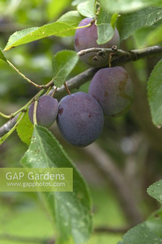 Prunus domestica Prunier 'Bleue de Belgique'
