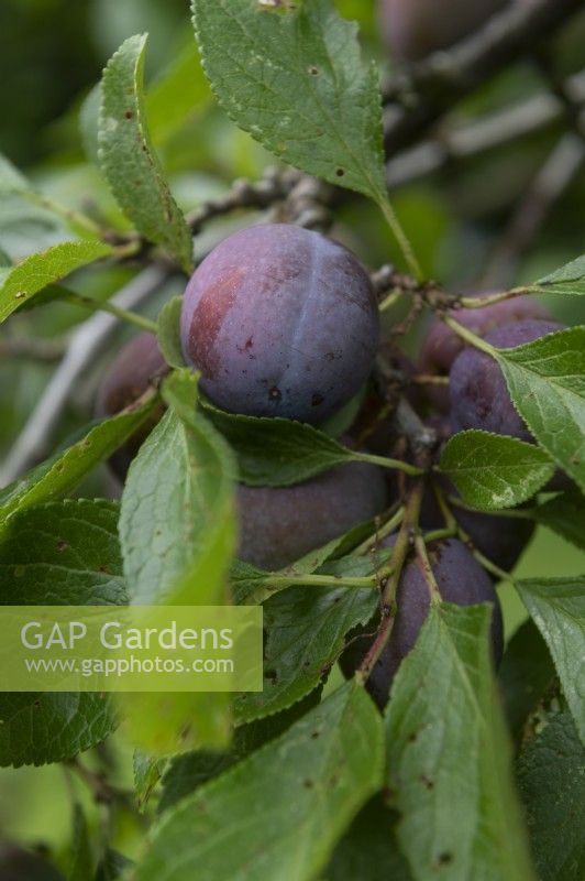 Prunus domestica Prunier 'Bleue de Belgique'