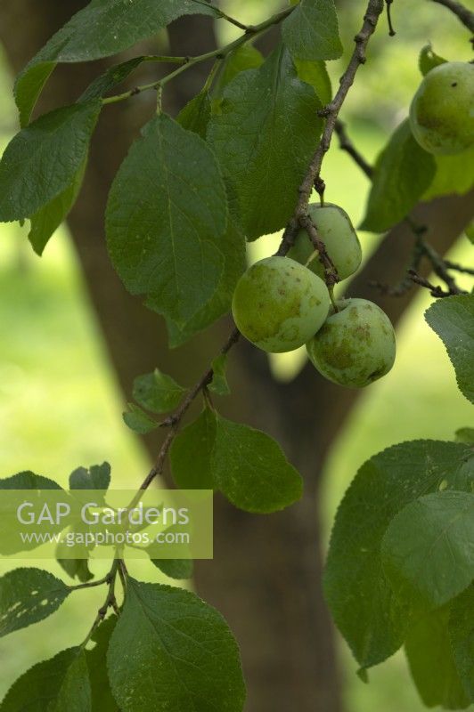 Prunus domestica Prunier 'Reine Claude d'Oullins'