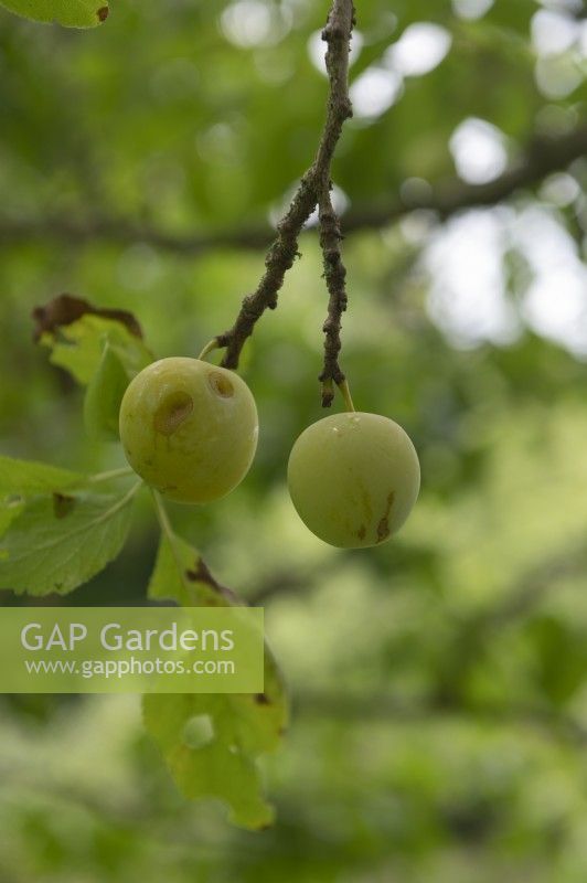 Prunus domestica Prunier 'Reine Claude d'Oullins'