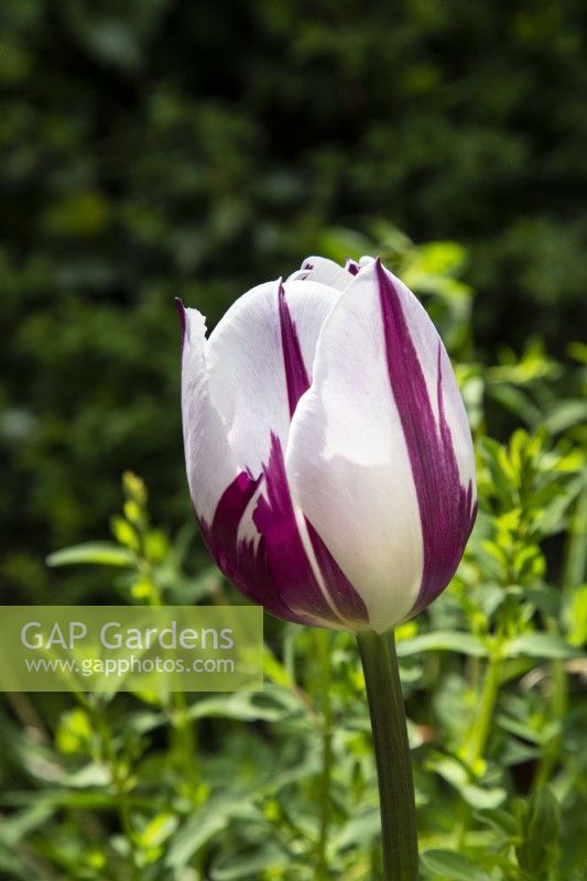 Tulipe 'Rem's Favourite' fleurissant au printemps