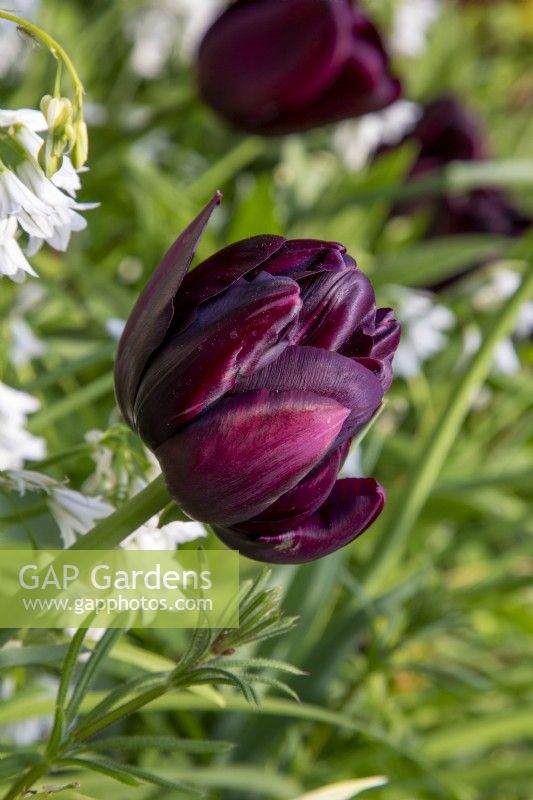 Tulipe 'Black Hero' floraison au printemps