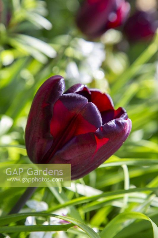 Tulipe 'Continentale' floraison au printemps