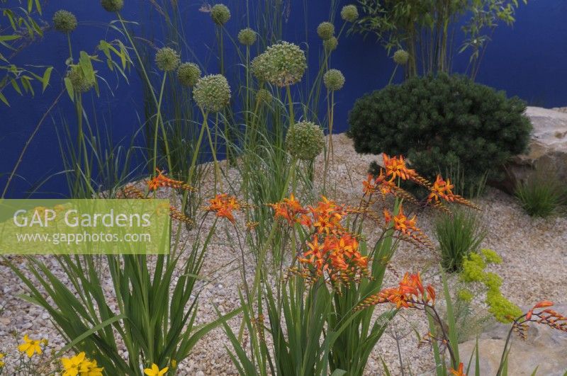 Crocosmia 'Firestarter' - Montbretia - et graines vertes d'Allium dans un jardin de gravier avec un fond de mur bleu - Over The Wall Garden, soutenu par Takeda. RHS Hampton Court Palace Garden Festival 2022. Concepteur : Matthew Childs