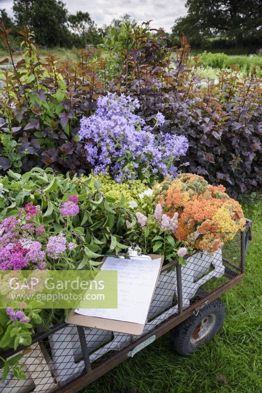 Un chariot de fleurs et de feuillages fraîchement coupés dans une ferme florale en juillet