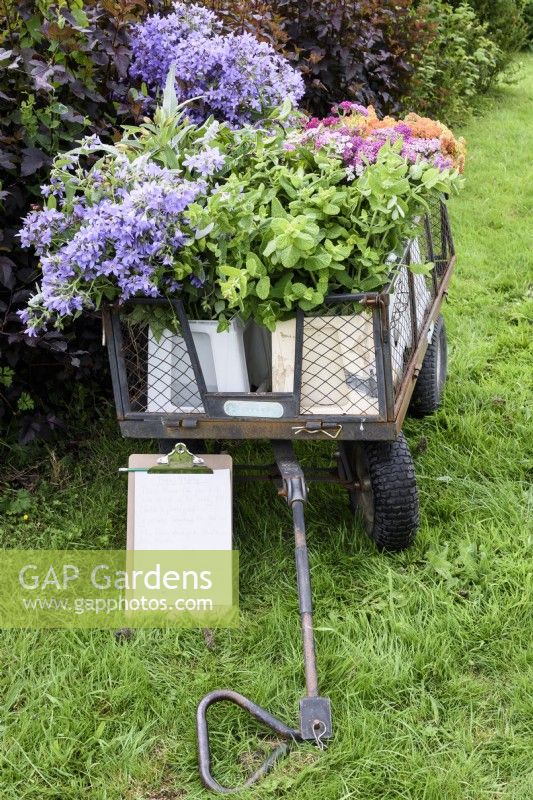Un chariot de fleurs et de feuillages fraîchement coupés dans une ferme florale en juillet