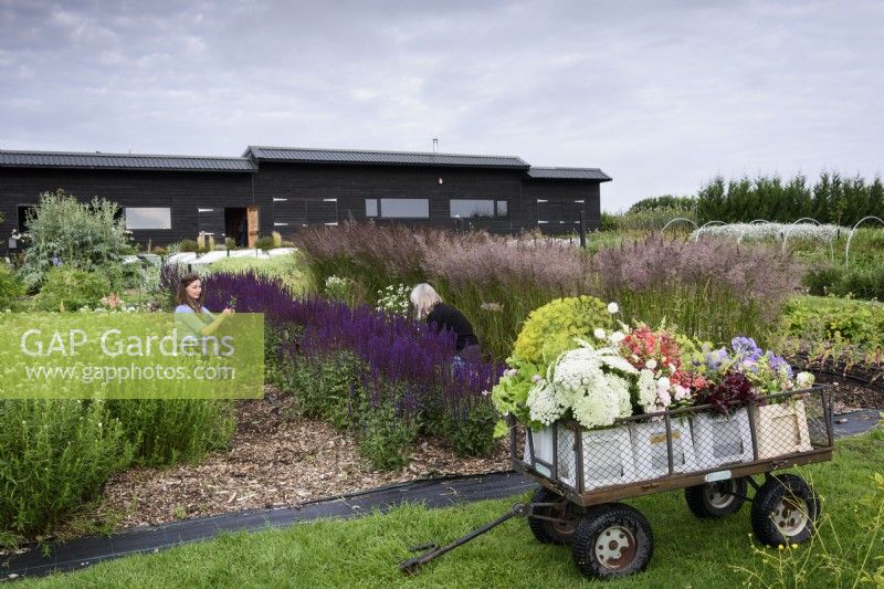 Cueilleurs coupant des salvias dans une ferme florale en juillet avec un chariot de fleurs