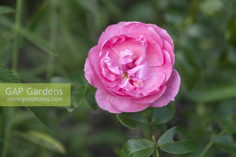 Rosa 'Rosenfee' rose