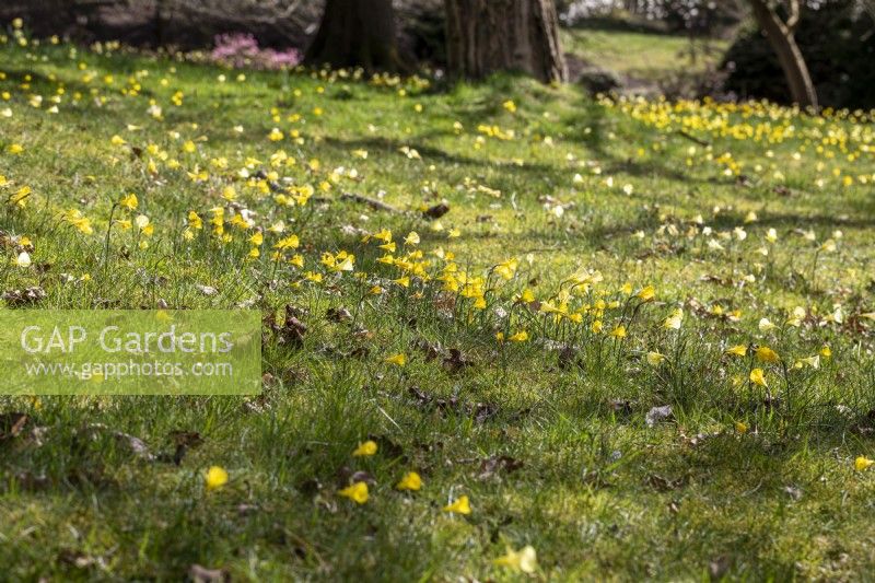 Narcissus bulbocodium, la jonquille jupon, jonquille cerceau-jupon naturalisée dans l'herbe au printemps