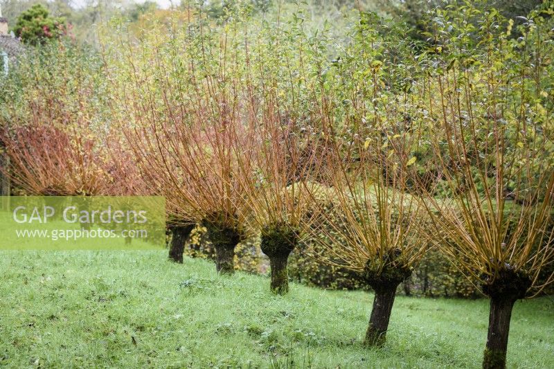 Rangée de saules étêtés, Salix alba var. vitellina 'Britzensis', en novembre