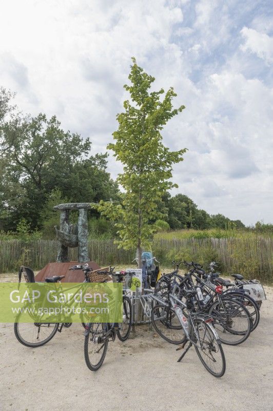 Haren Groningen Pays-BasPorte-vélos idiosyncratique en cercle autour d'un arbre qui poussera pour fournir de l'ombre à l'avenir.