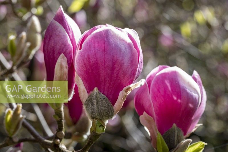 Magnolia x soulangeana 'Rustica Rubra'