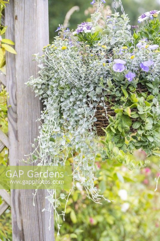 Dichondra 'Silver Falls' et Helichrysum en suspension