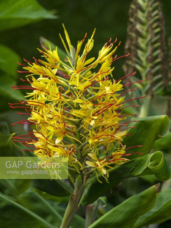 Hedychium gardnerianum Septembre