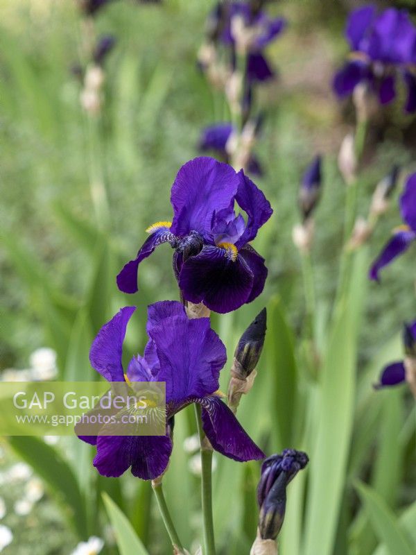 Iris germanica Violet à l'ancienne - Midnight Express