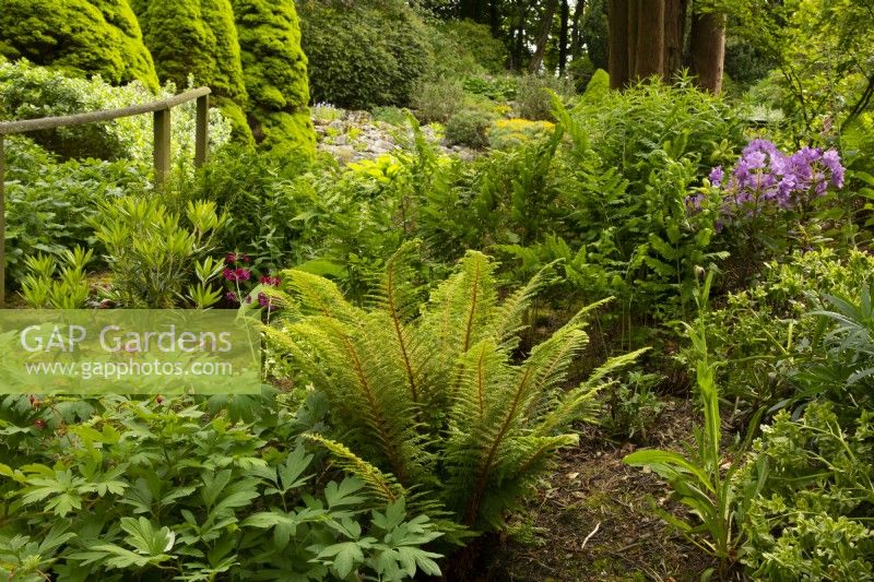 Polystichum setiferum - Soft Shield Fern entouré de plantations mixtes dans le jardin de rocaille à Parcevall Hall.