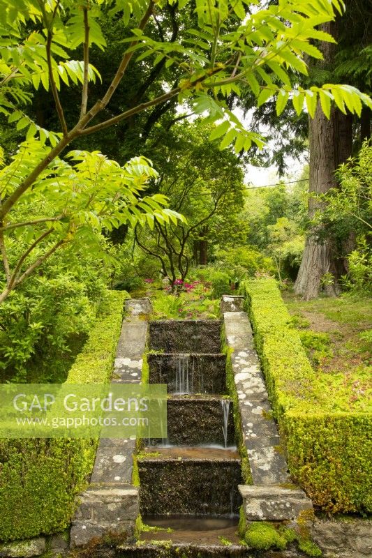 Une cascade sur des marches en pierre entourée de Buxus et Rhus typhina - Sumac dans le jardin de la chapelle à Parcevall Hall Gardens.