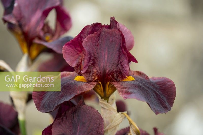 Iris 'Solid Mahogany', un iris barbu aux pétales brun rougeâtre foncé et à la barbe orange.