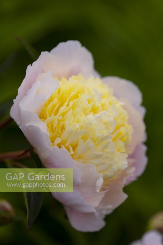 Un gros plan de Paeonia 'Butter Bowl'.