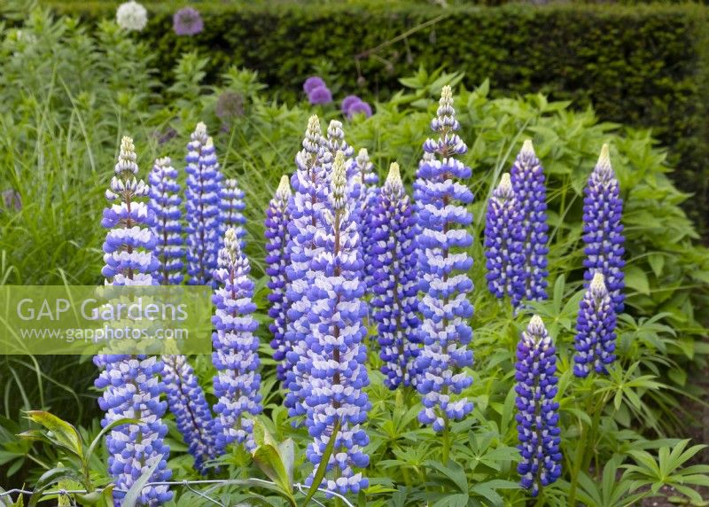 Lupinus 'Le Gouverneur' dans un parterre de fleurs à Parcevall Hall en juin