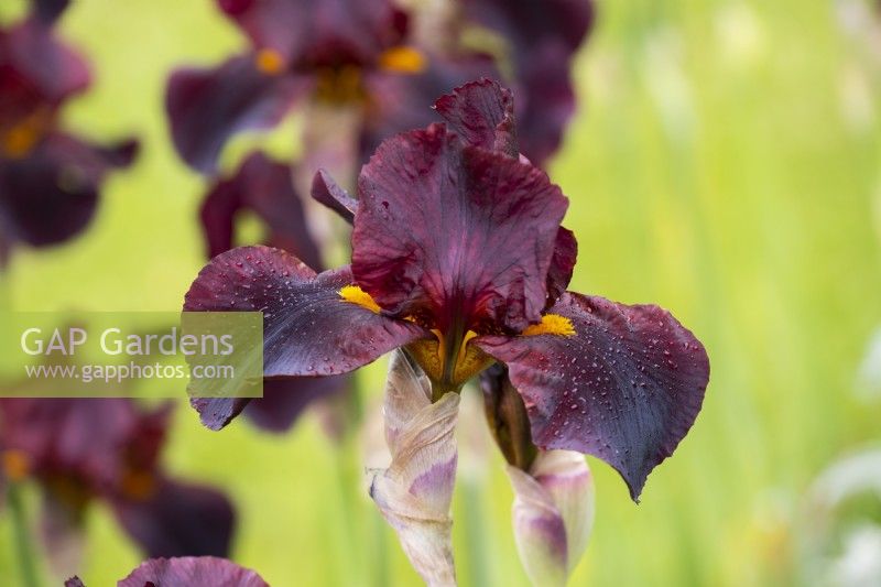 Iris 'Solid Mahogany', un Iris barbu couvert de gouttes de pluie.